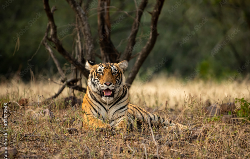 7N/8D Rajasthan Package II