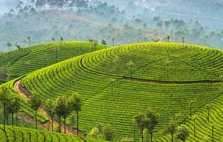 7N/8D Kerala package