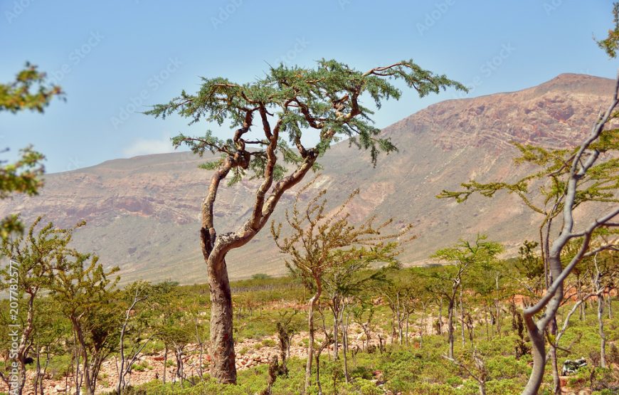 4N/5D Salalah Package